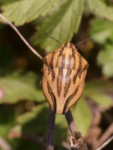Odontotarsus purpureolineatus